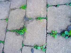 Hilfe, Unkraut zwischen den Fliesen! Mit diesem einfachen Tipp verschwindet Unkraut schnell!