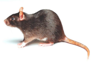 Drei selbstgemachte Rezepte, um Ratten ein für alle Mal loszuwerden
